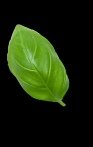 leaf
